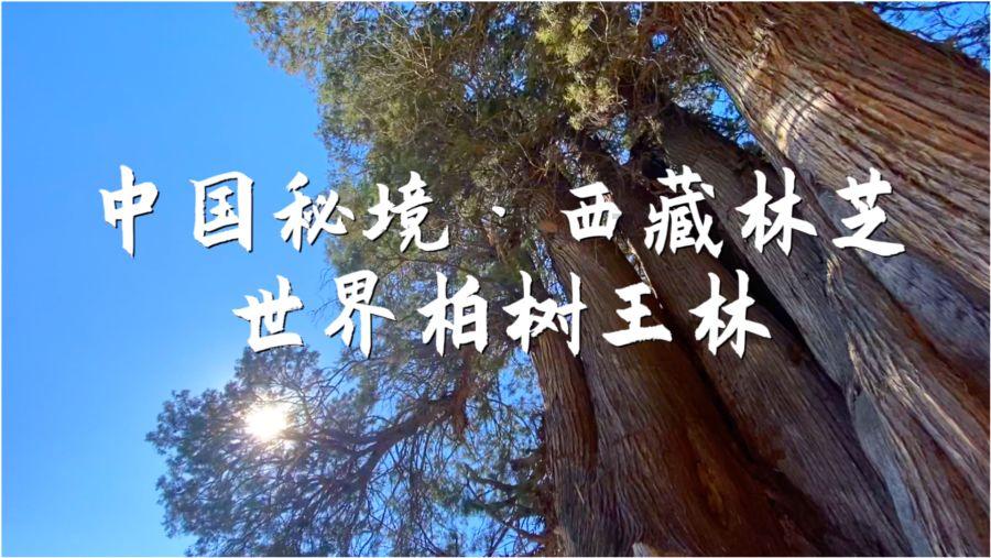 专业解答,问答知识产权官司律师费用,解决你的所有疑问
